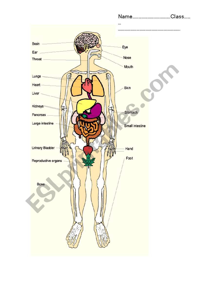 part of body worksheet