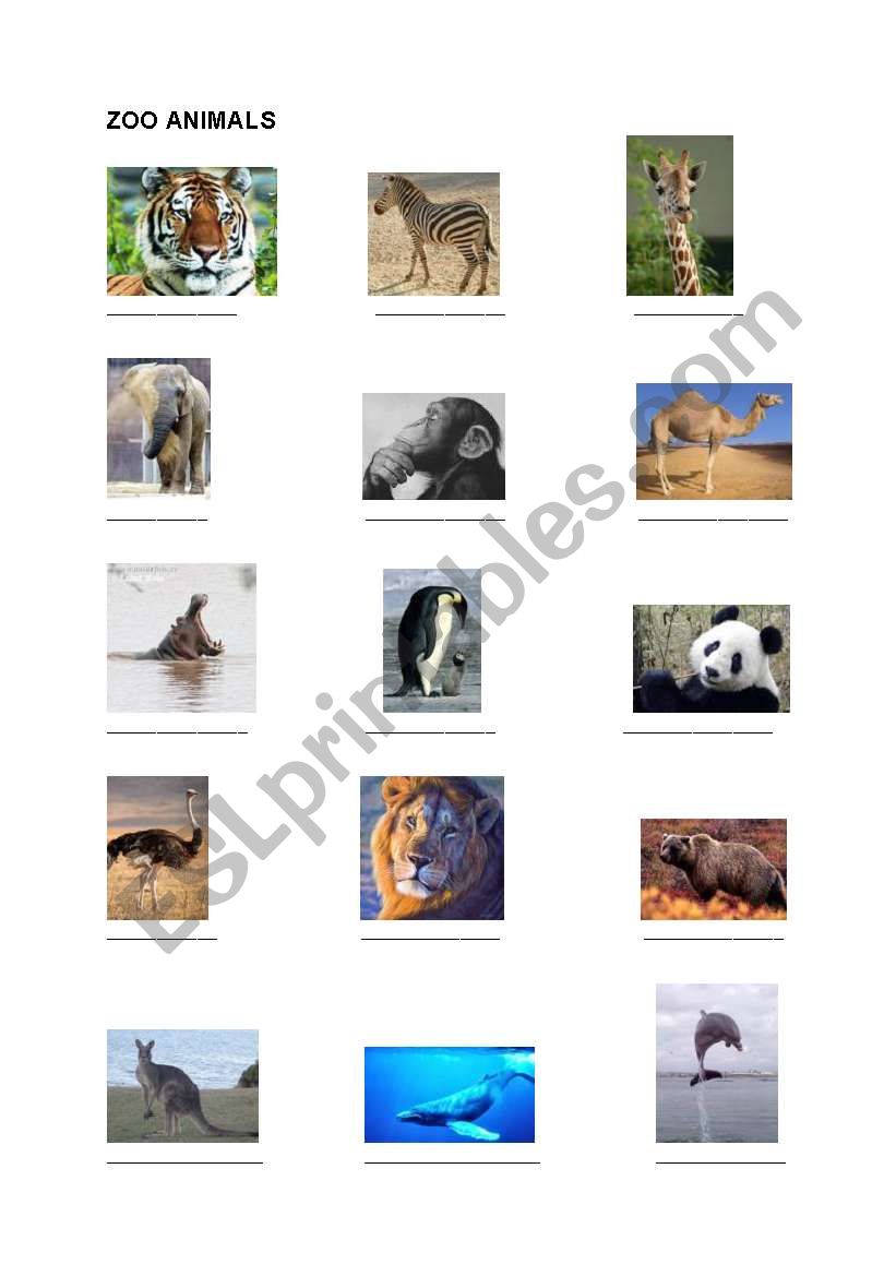 zoo animals worksheet