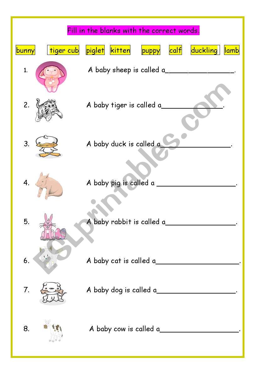 Baby Animal worksheet