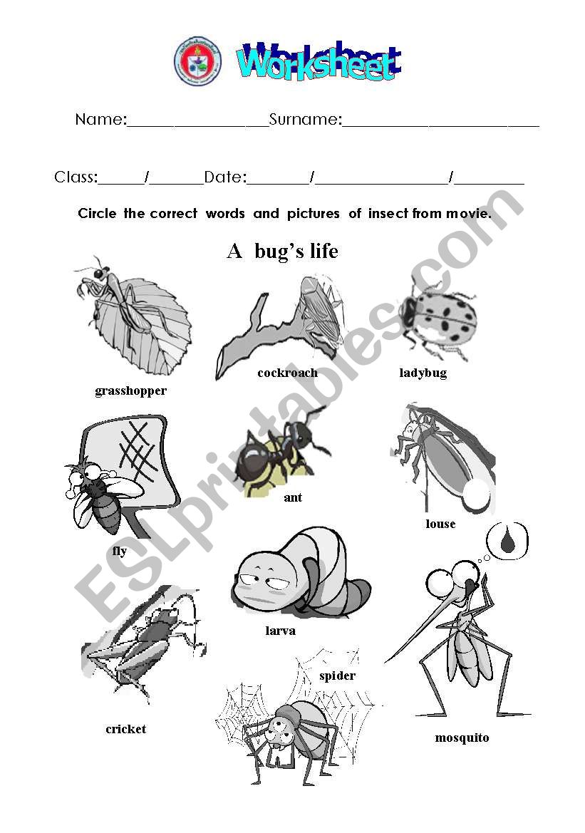 insects worksheet