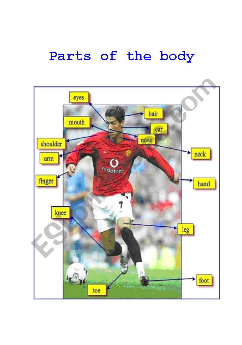 Parts Of The Body worksheet