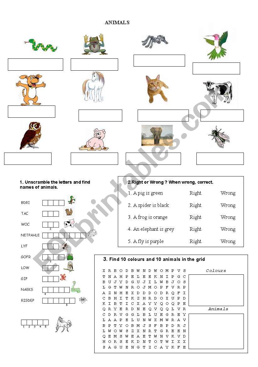 animals worksheet