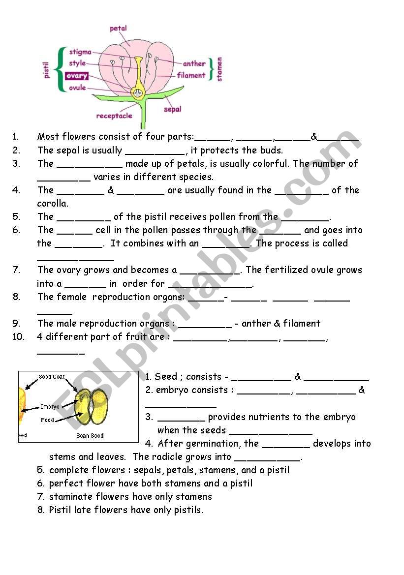Flower diagram worksheet