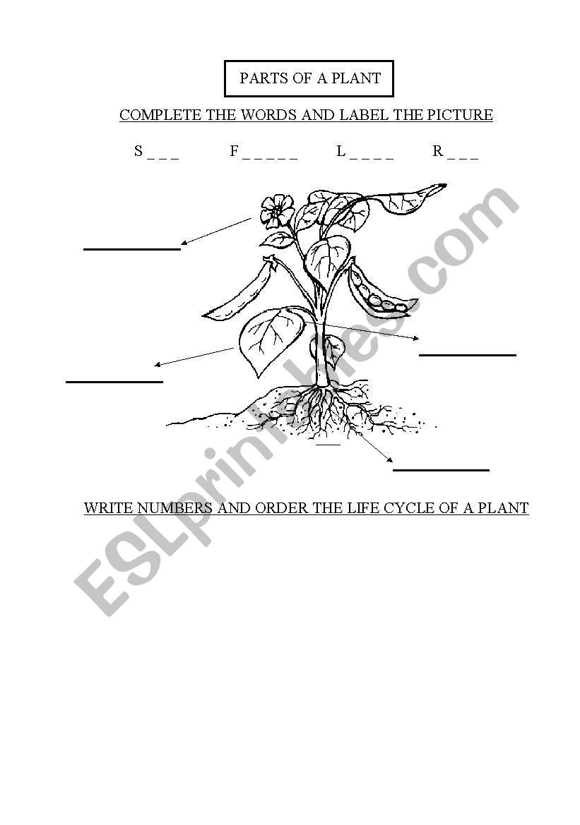 PARTS OF A PLANT - VOCABULARY worksheet