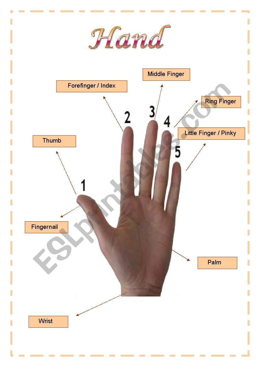 Vocabulary about hand worksheet