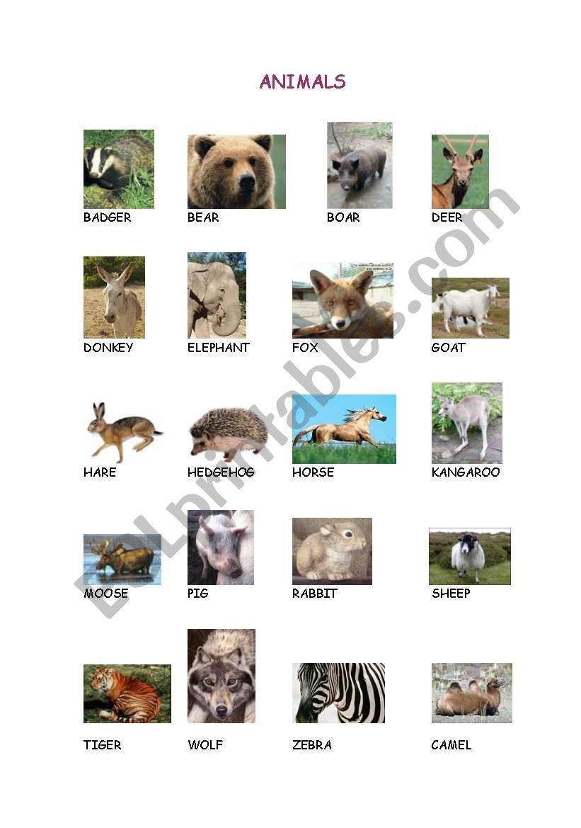 animals worksheet