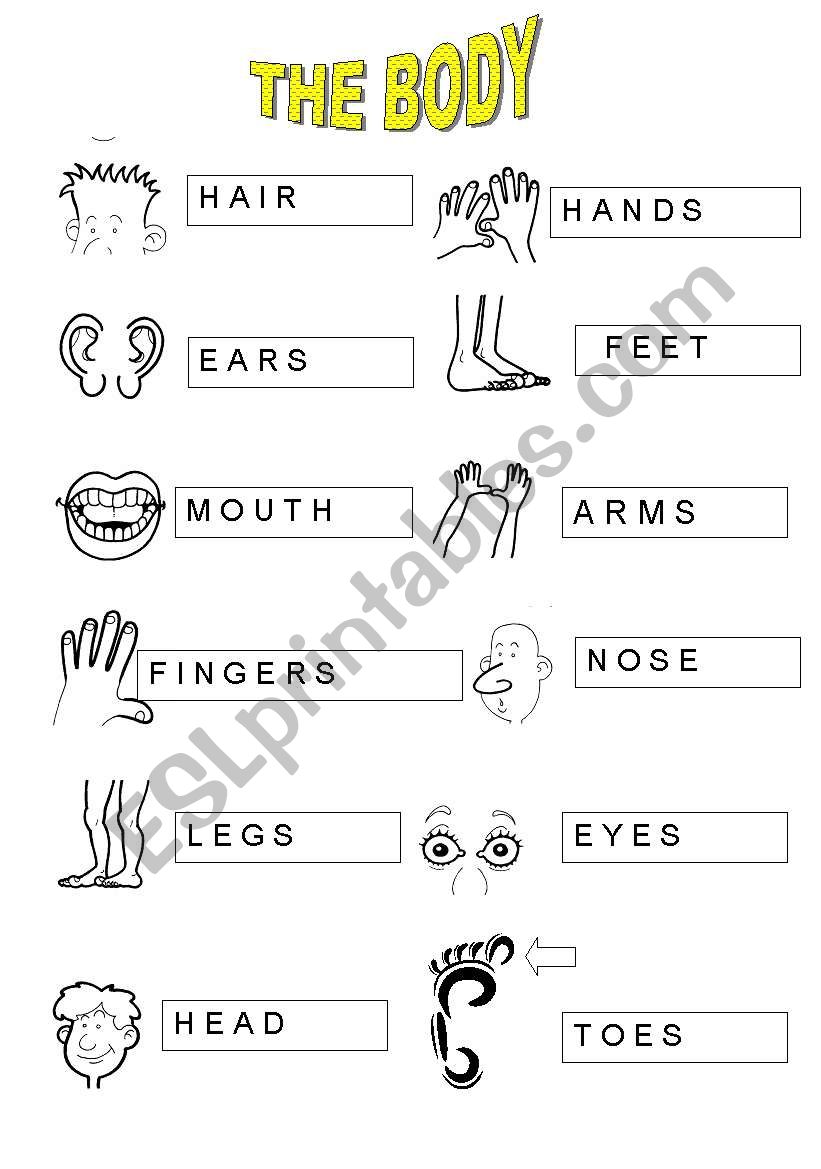 PARTS OF THE BODY worksheet