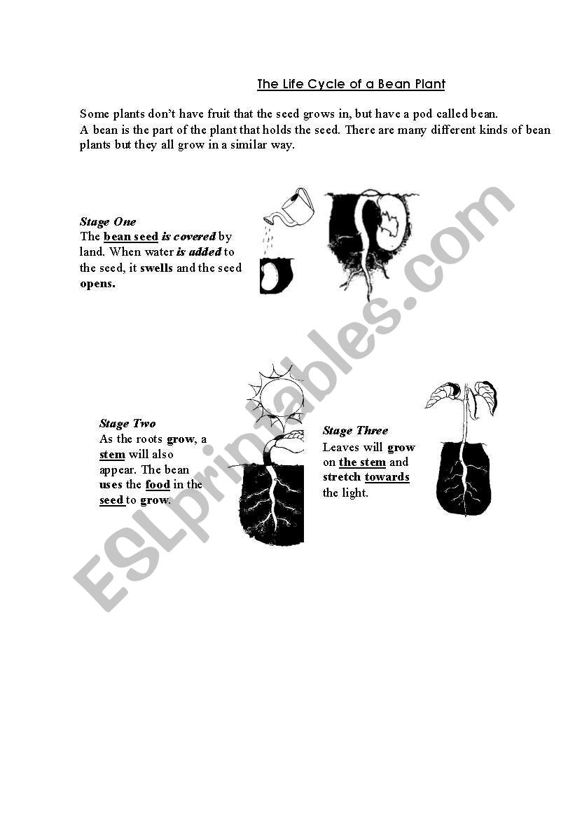 Life Cycle of a bean Plant worksheet