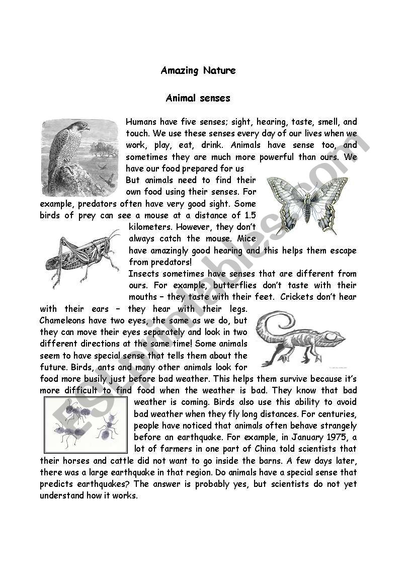 Amazing Nature - Animal senses - ESL worksheet by johannadelaflor