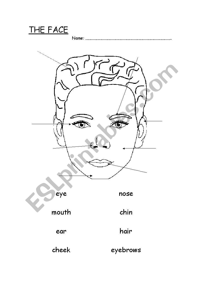 the face worksheet