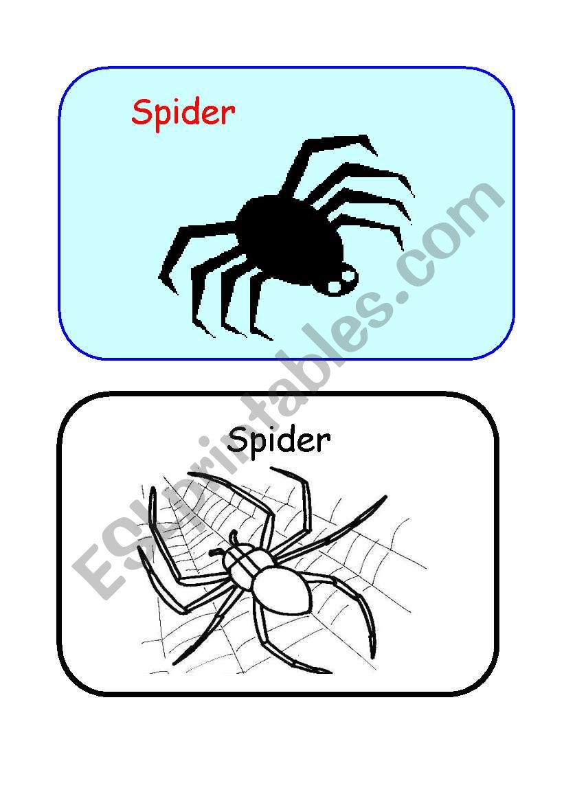 Spider  Color and B&W worksheet
