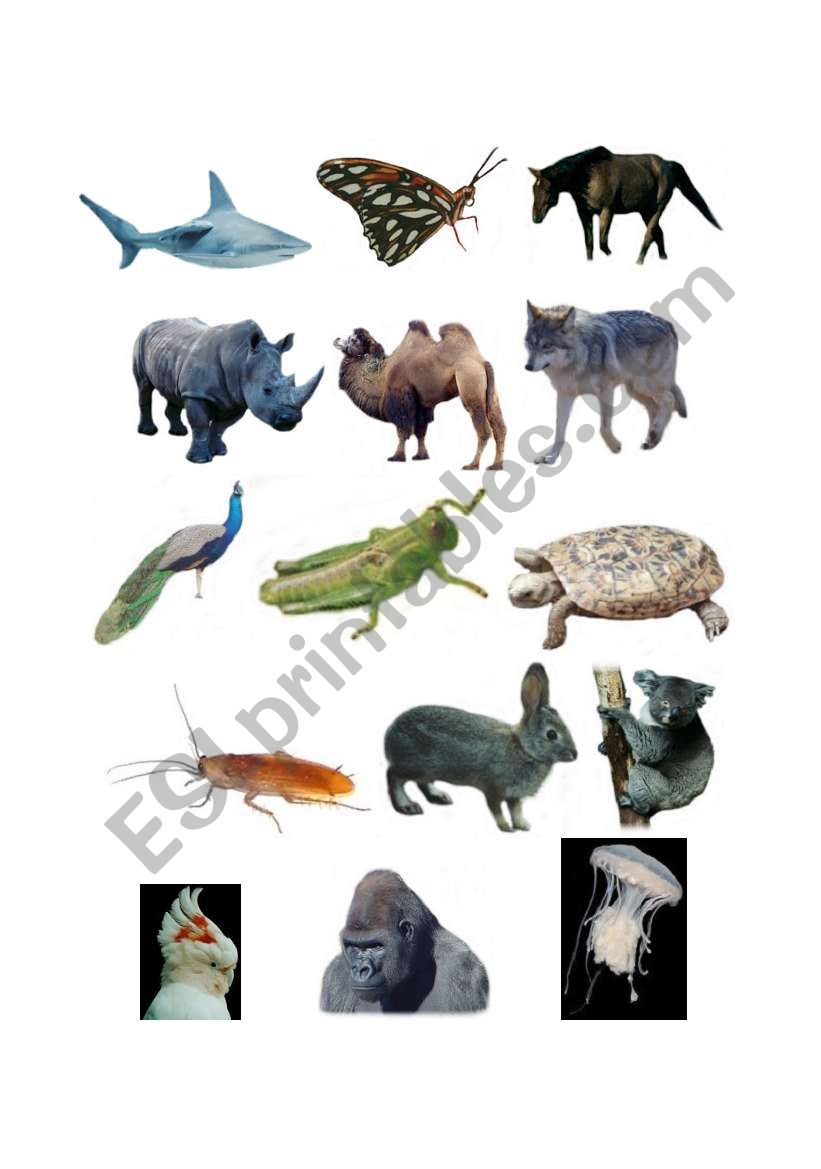 Animals Match/ 3 pages worksheet