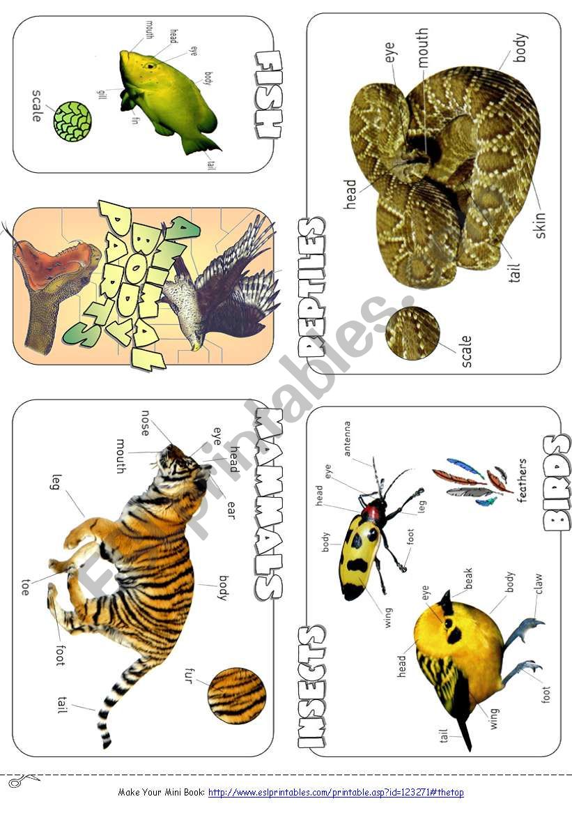 Animal Body Parts worksheet