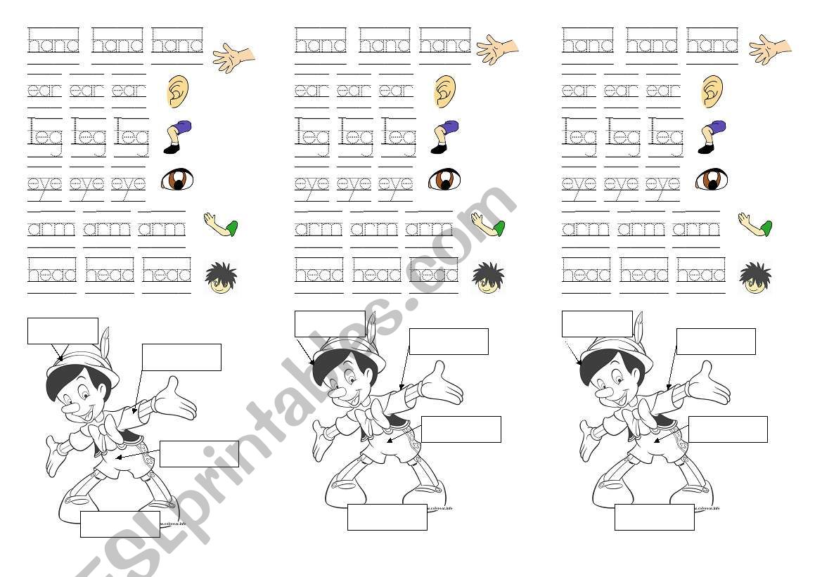 Parts of body worksheet