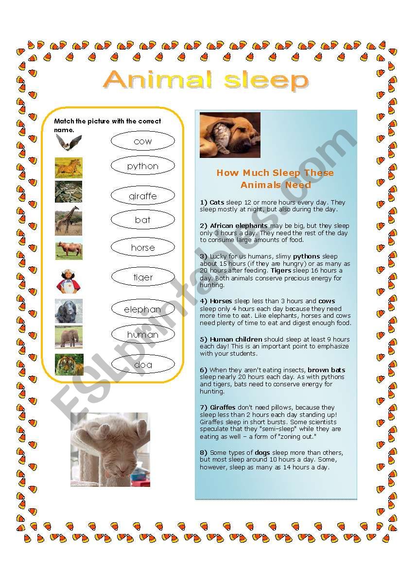 animals worksheet