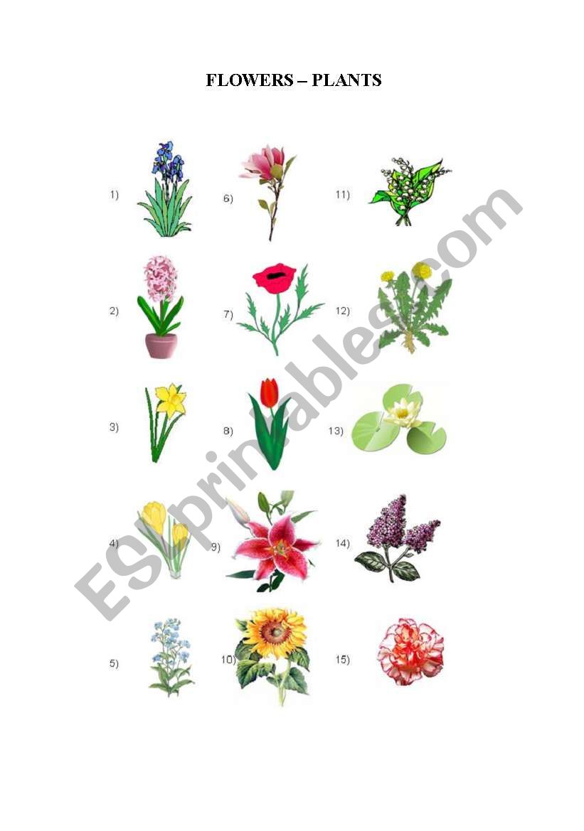 Flowers/Plants worksheet