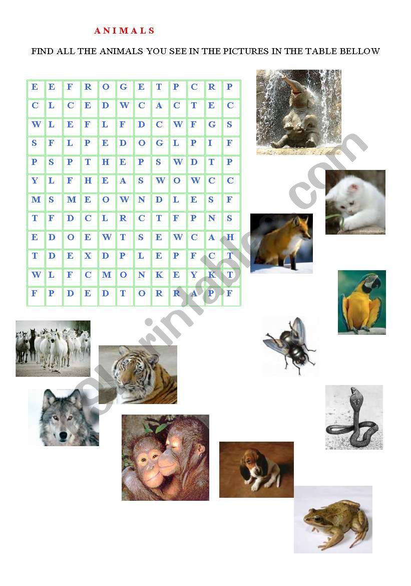 Animals worksheet