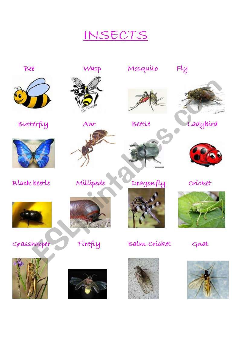 Insects worksheet