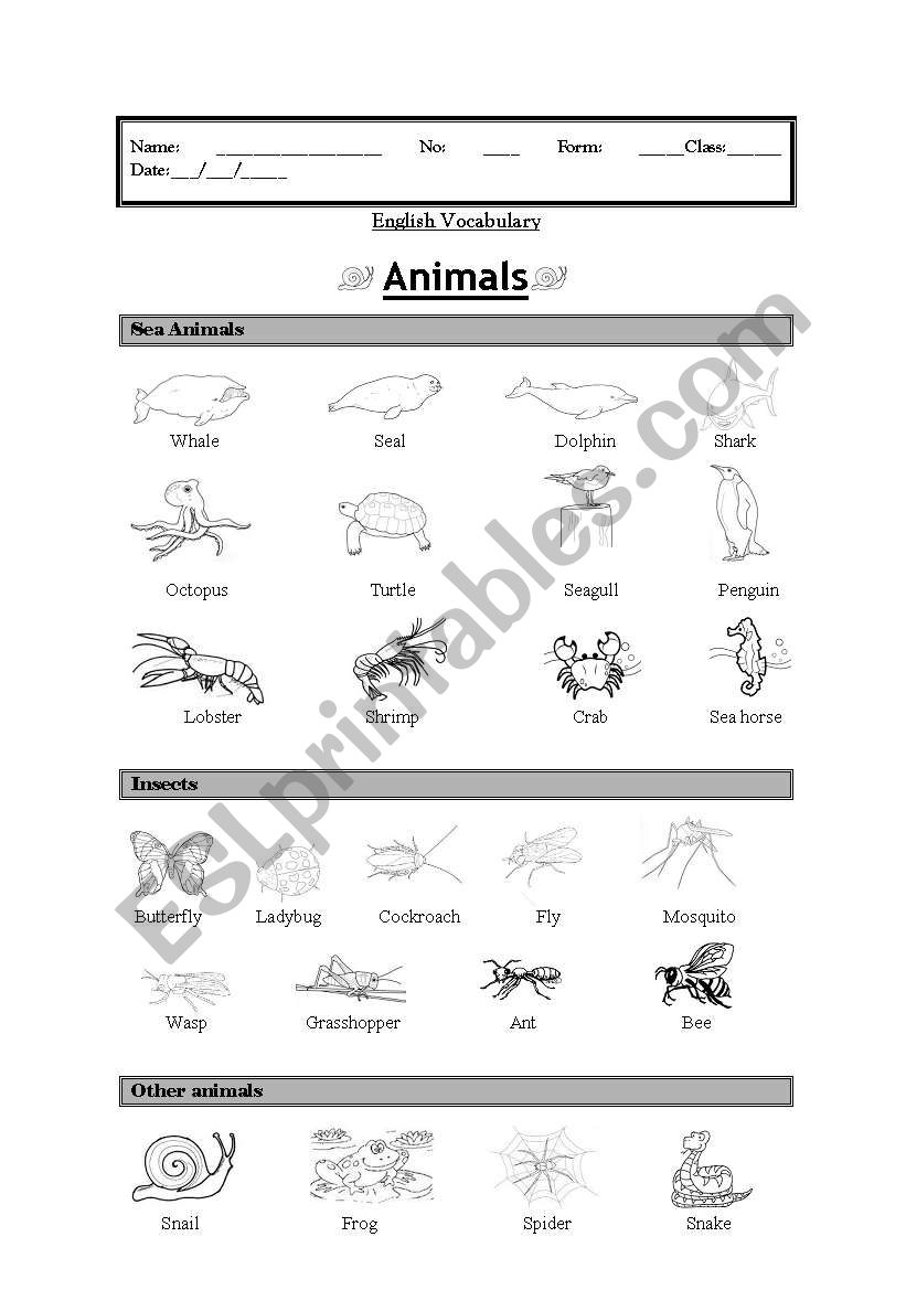 Vocabulary: Animals (sea animals, insects, other)