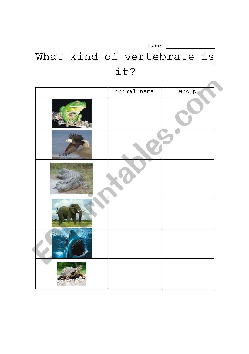 What kind of vertebrate is it?