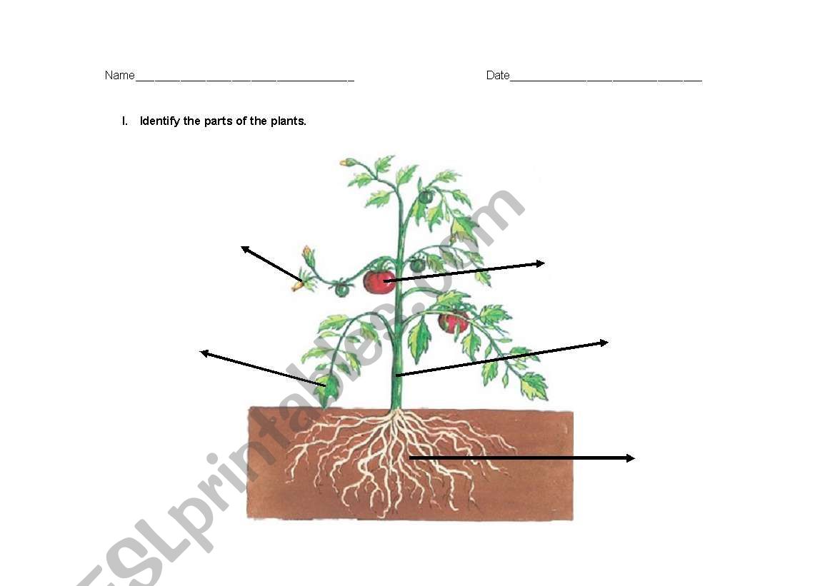 Parts of the plants worksheet