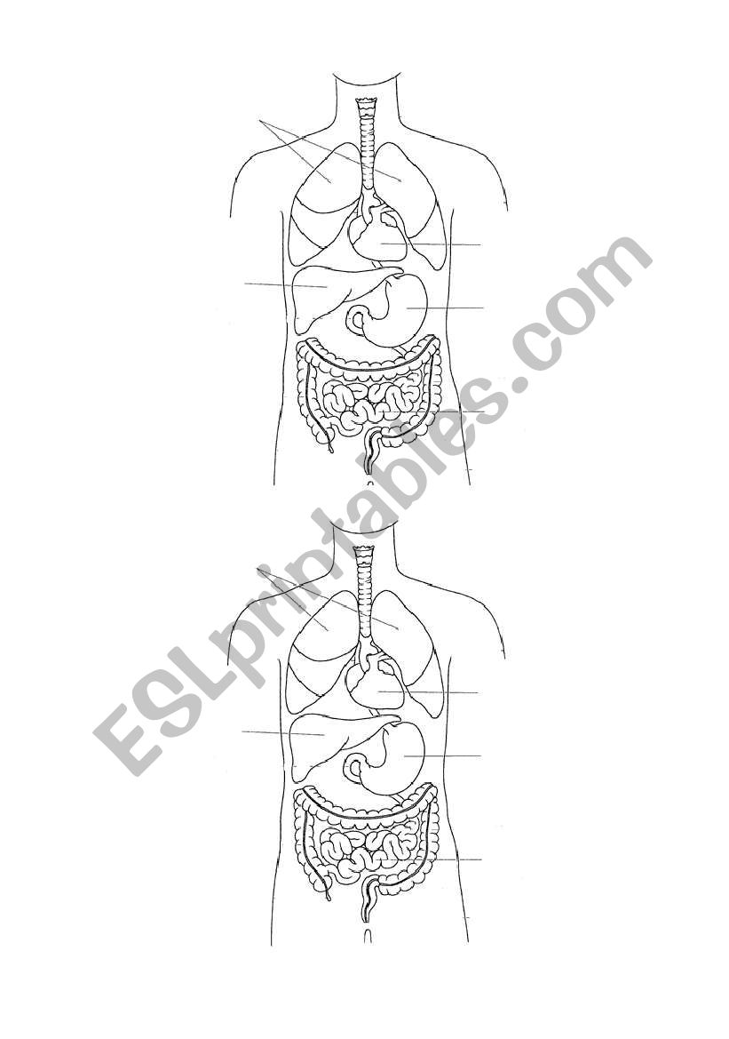 inner organs worksheet