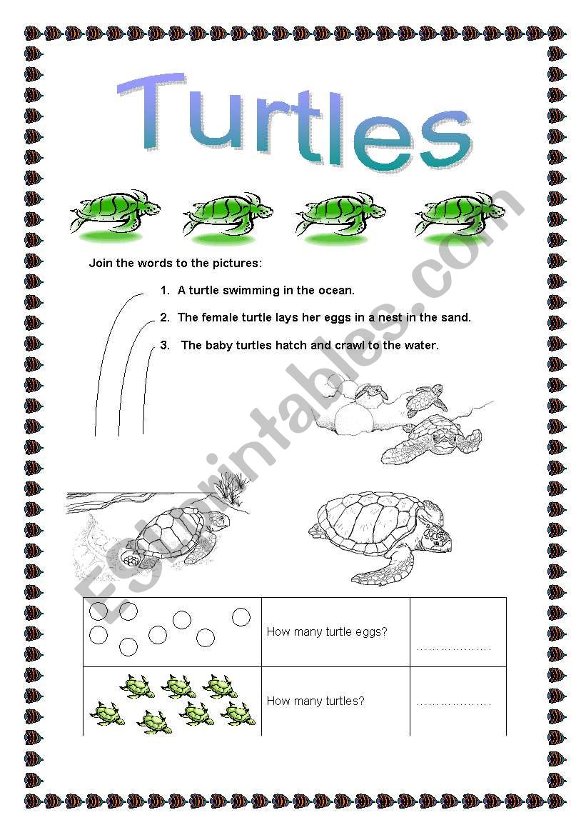Turtles worksheet