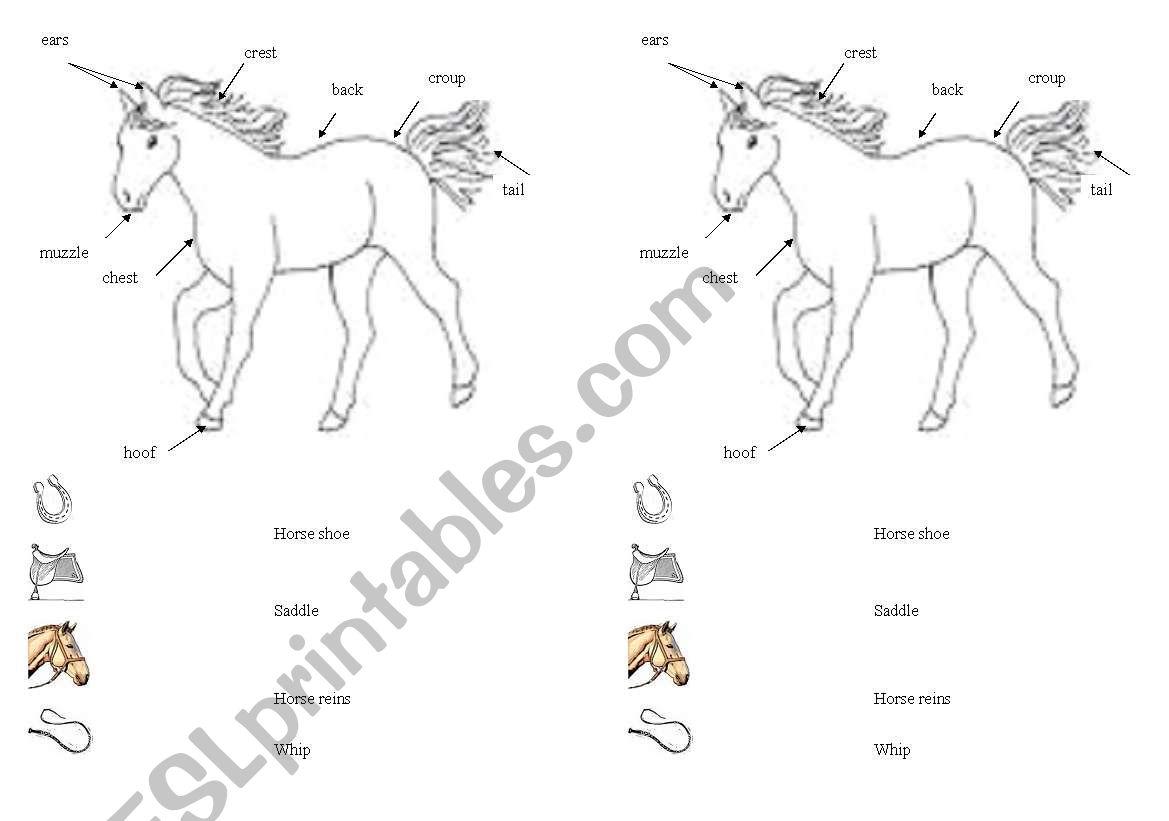Horse vocabulary sheet worksheet