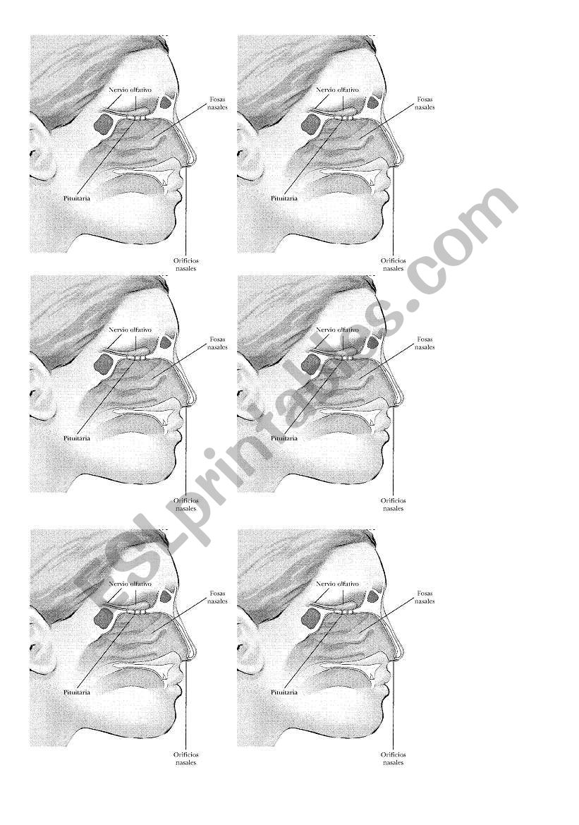 olfato worksheet