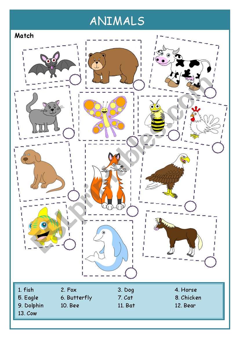 Animals worksheet