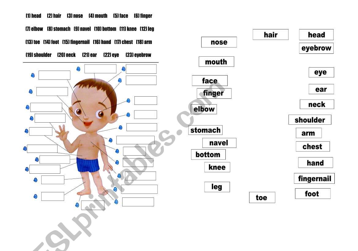 body matching  worksheet