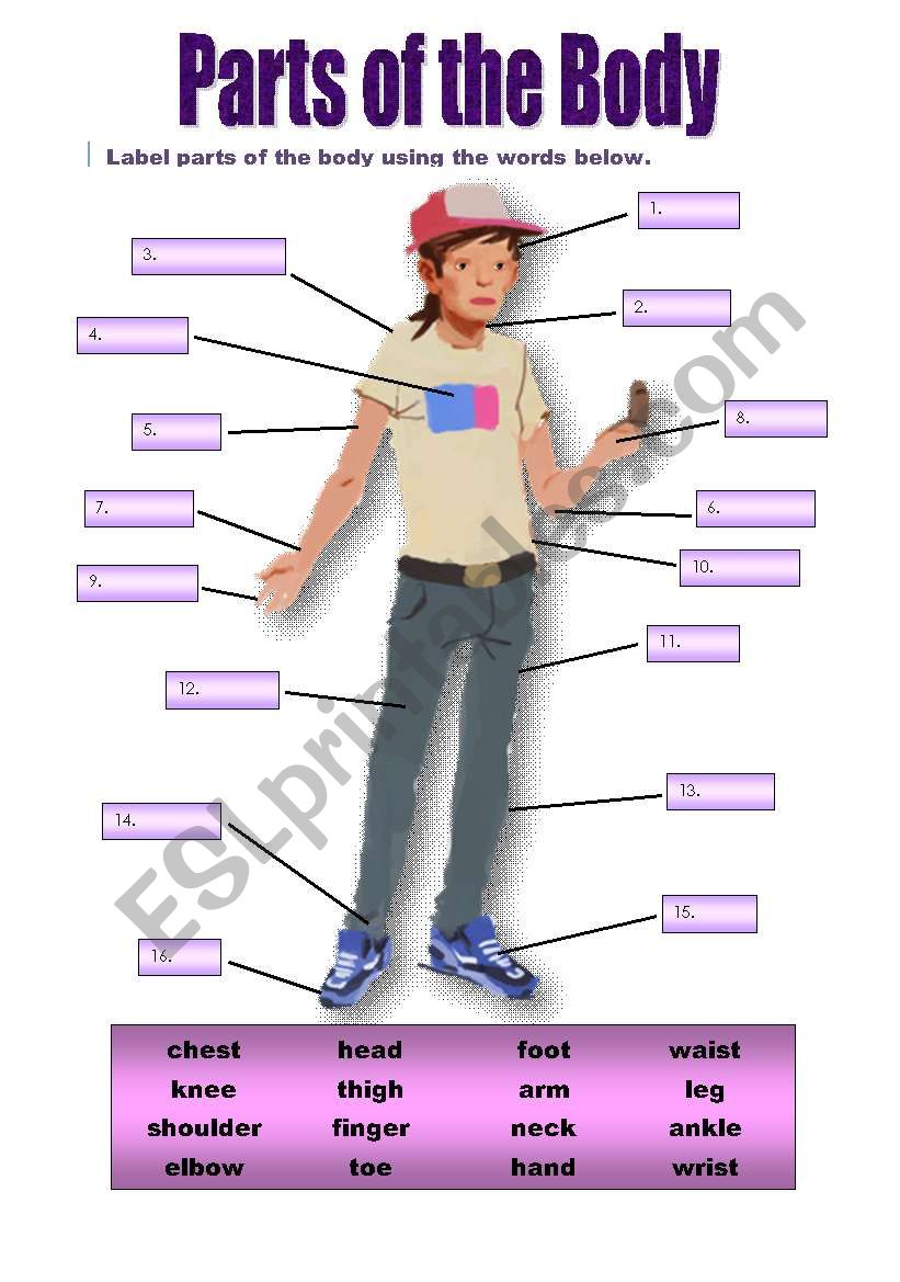 Parts of the body worksheet