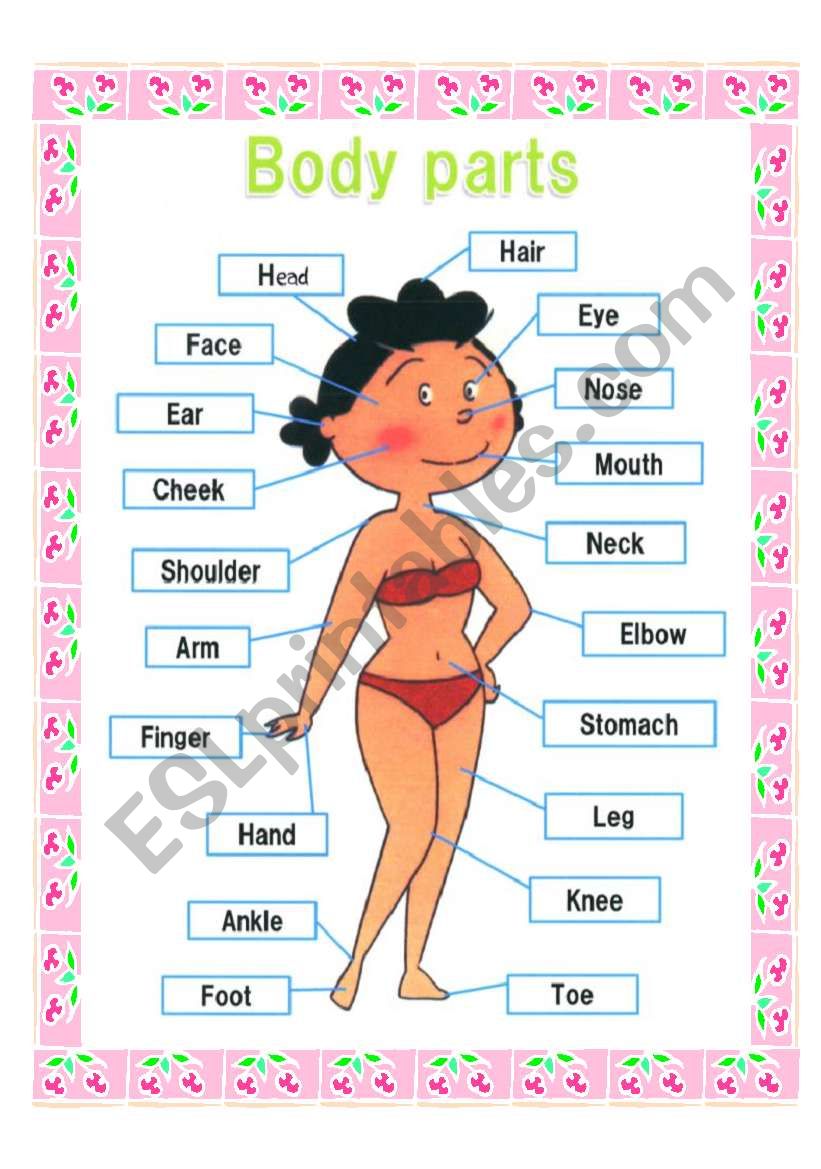 Body parts worksheet