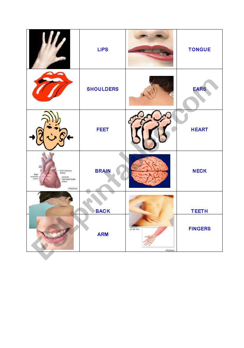 Body parts domino worksheet