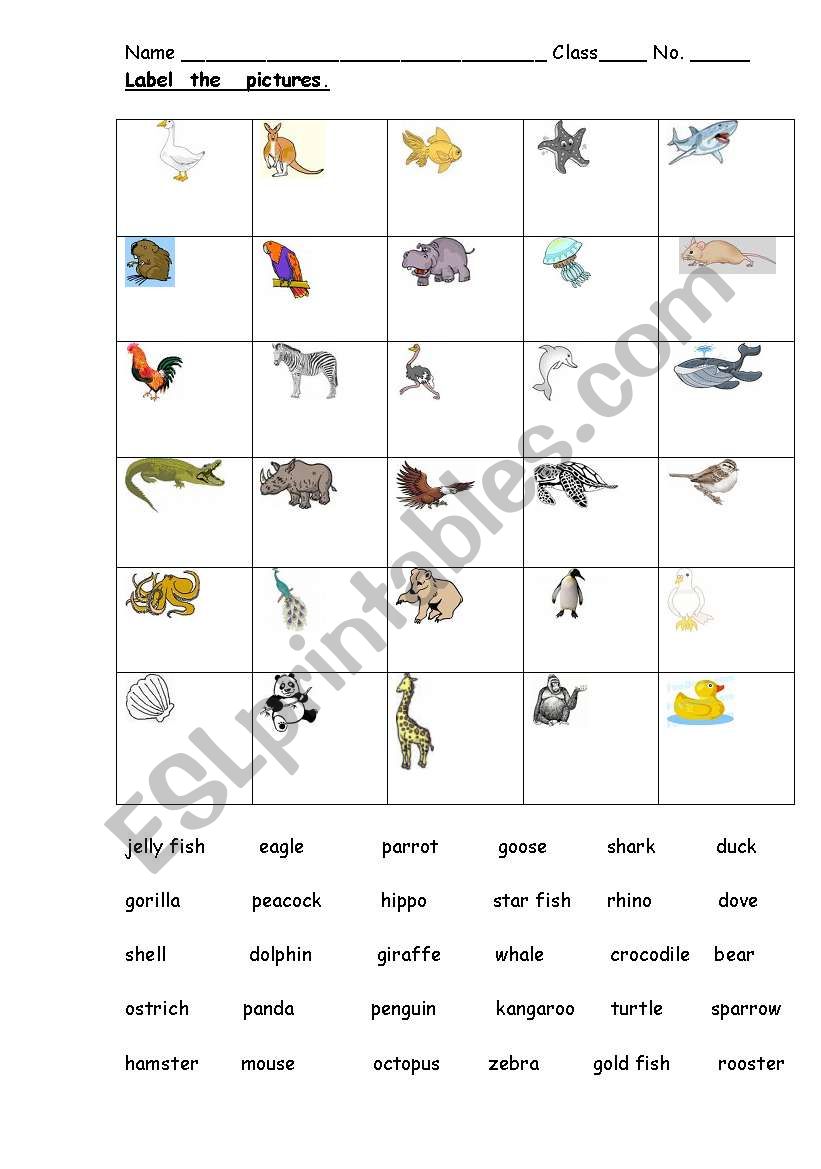 animals worksheet