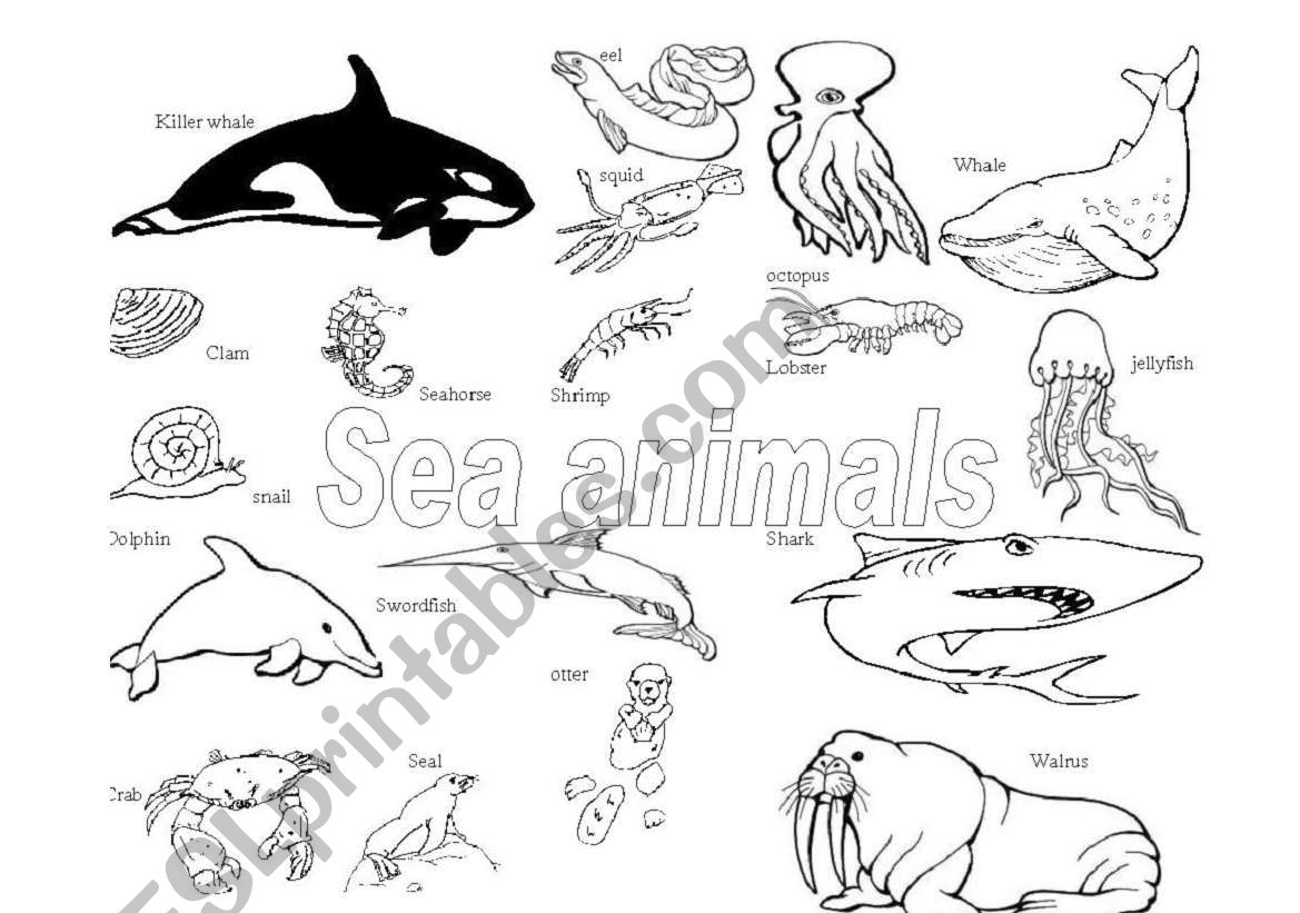 Sea animals worksheet