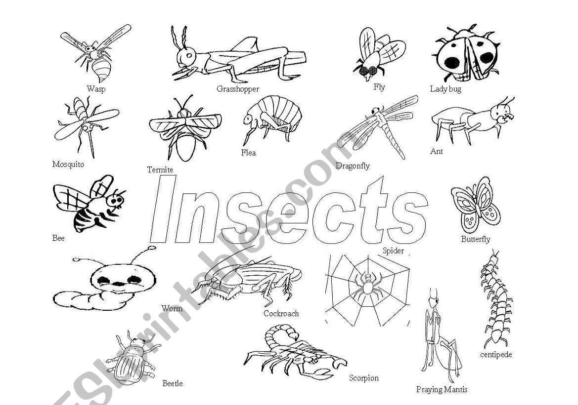 Insects worksheet