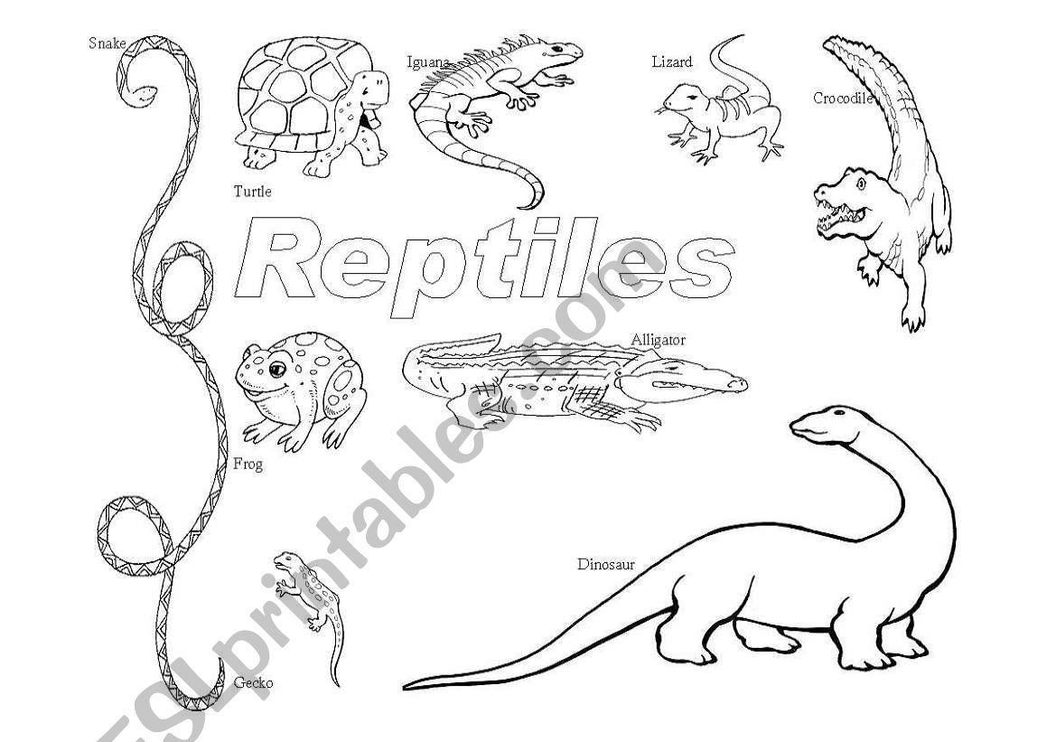 Reptiles worksheet