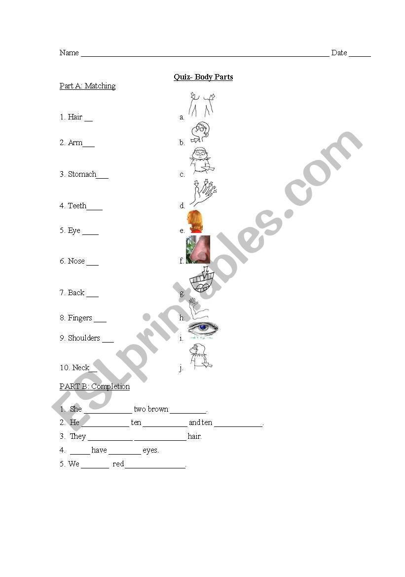 Body parts quiz worksheet