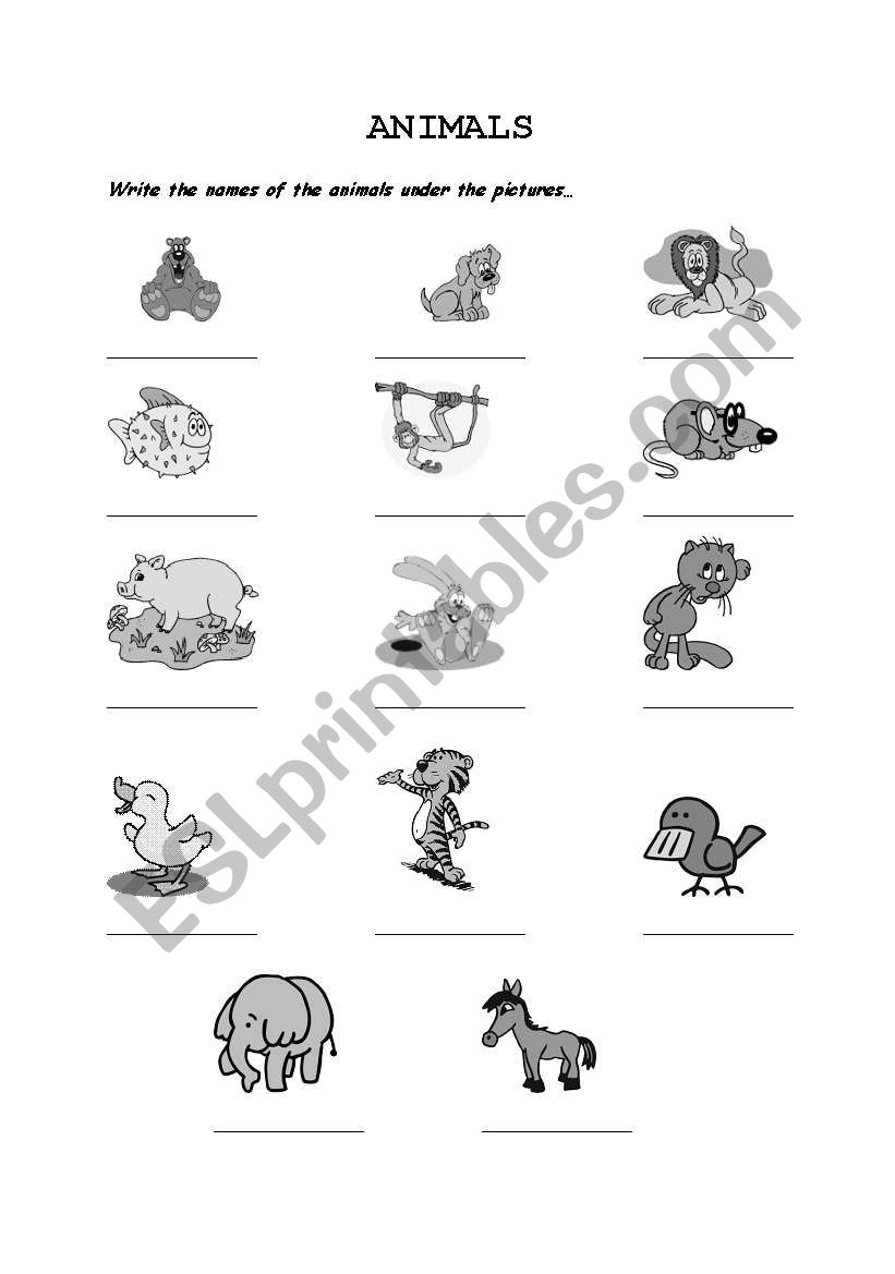 Animals- Vocabulary sheet worksheet