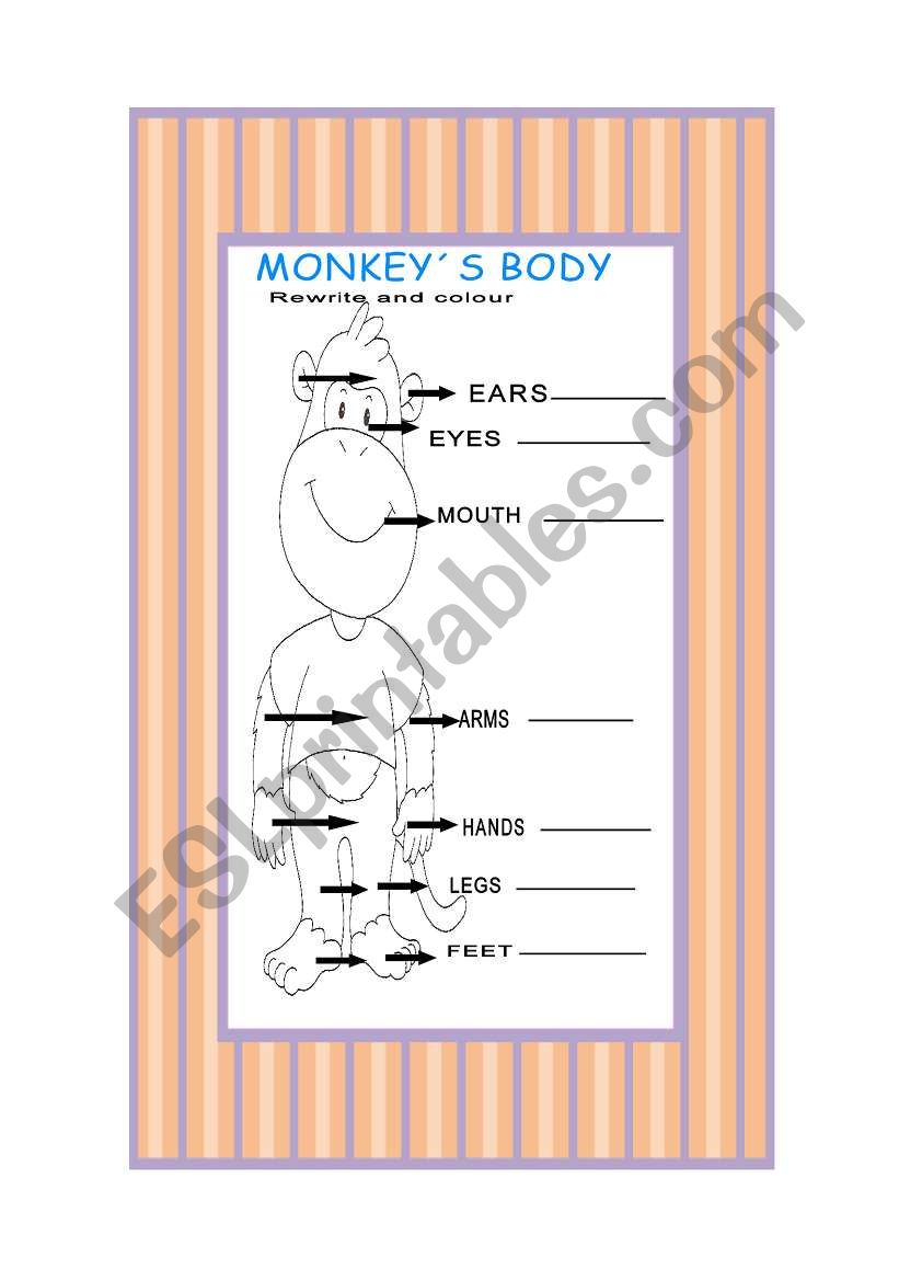 monkeys body worksheet