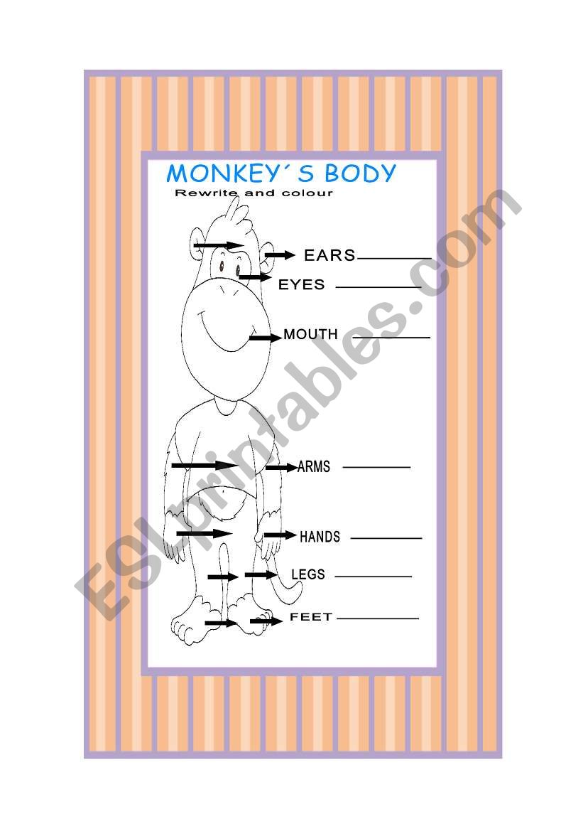 monkeyÂ´s body worksheet