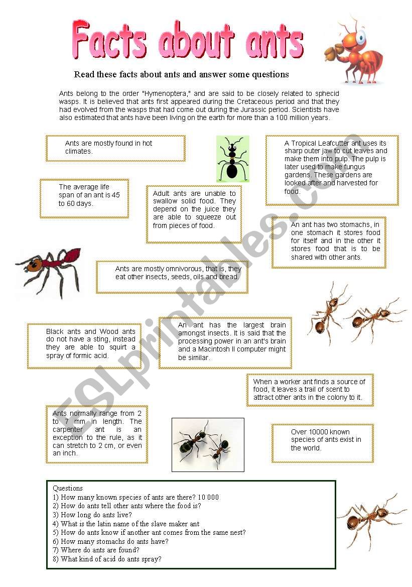 Facts about ants worksheet