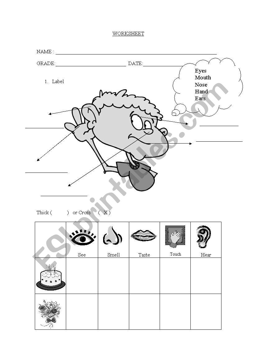 5 senses worksheet