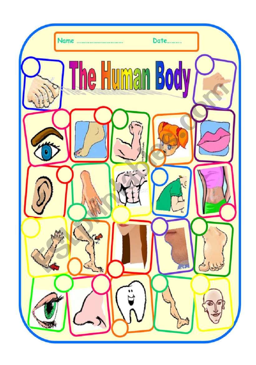 THE HUMAN BODY and FACE - worksheet