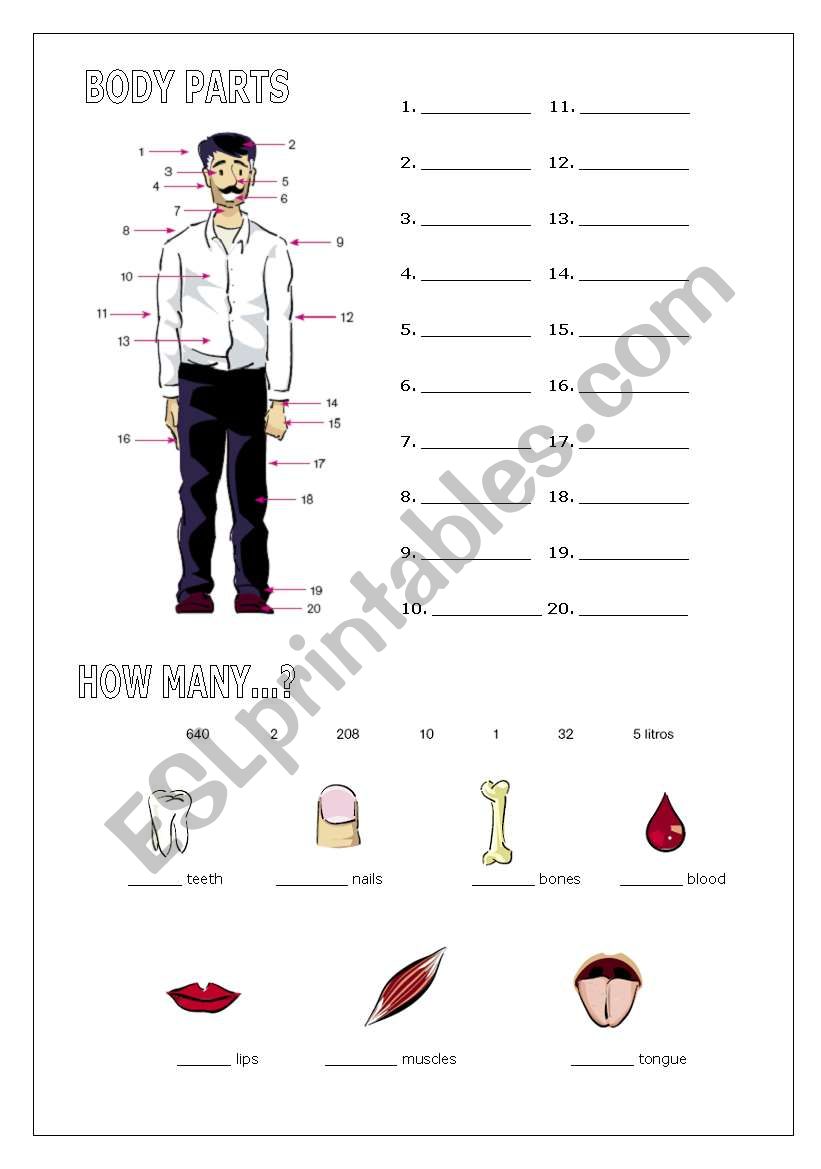 body worksheet