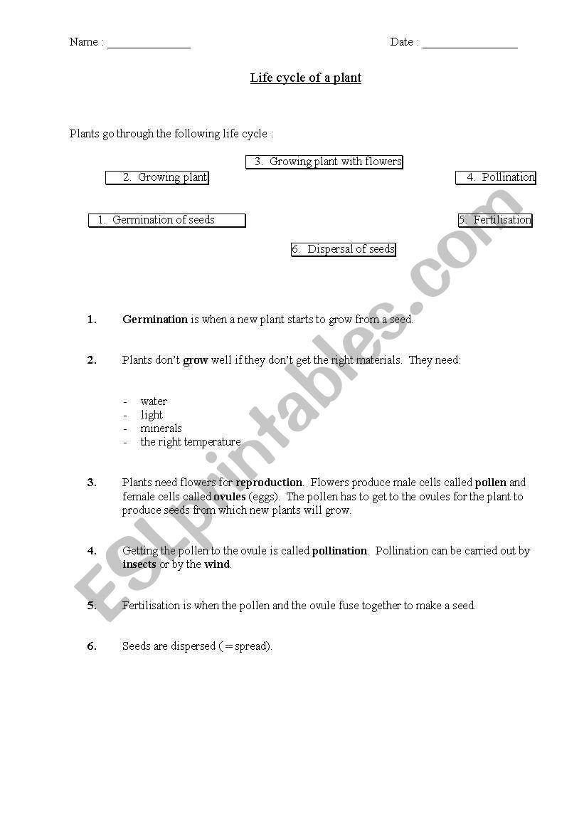 Life cycle of a plant worksheet