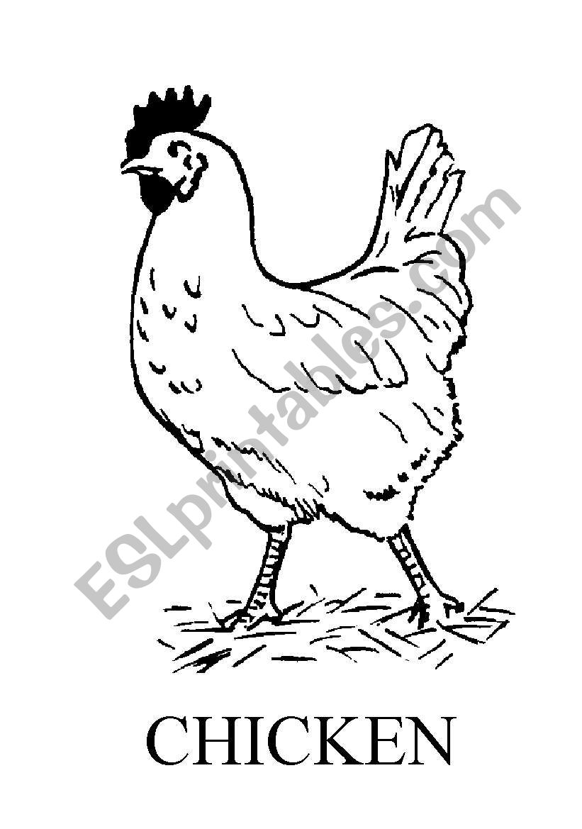 chicken flashcard worksheet