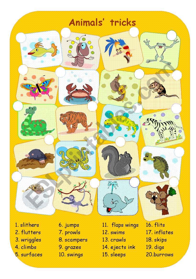 Animals tricks worksheet