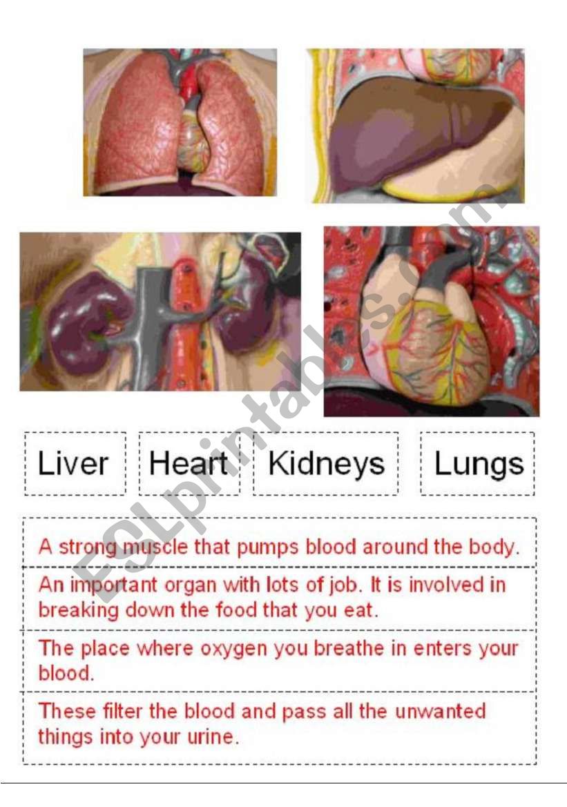 Organ functions worksheet